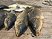 Внешний вид рыболовной базы